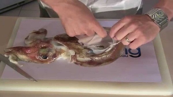 làm sạch mực nang