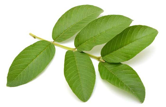 làm trắng răng bằng lá ổi