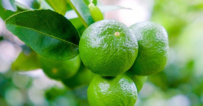 Chanh có chứa nhiều axit