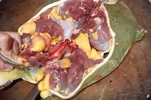lọc lấy thịt ba ba