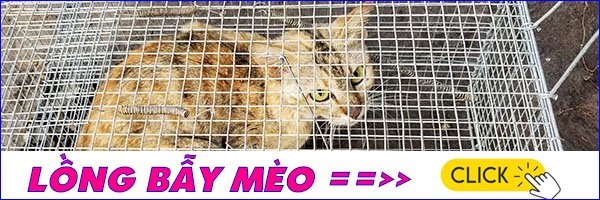 bán lồng bẫy mèo nhà, mèo hoang