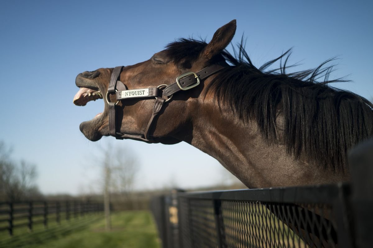 Nyquist, con lai đã nghỉ hưu và là người chiến thắng trong trận Derby Kentucky 2016