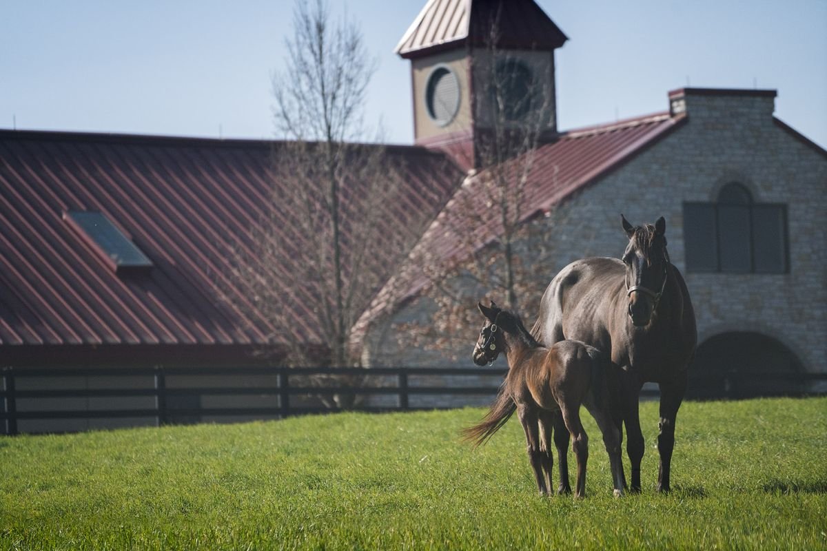 Con lai ở Kentucky