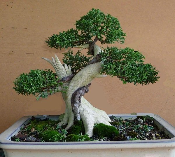 lũa bonsai