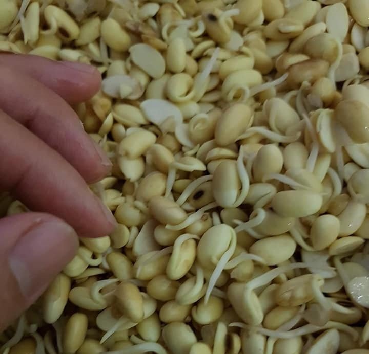 Mầm đậu nành để làm bột mầm đậu nành