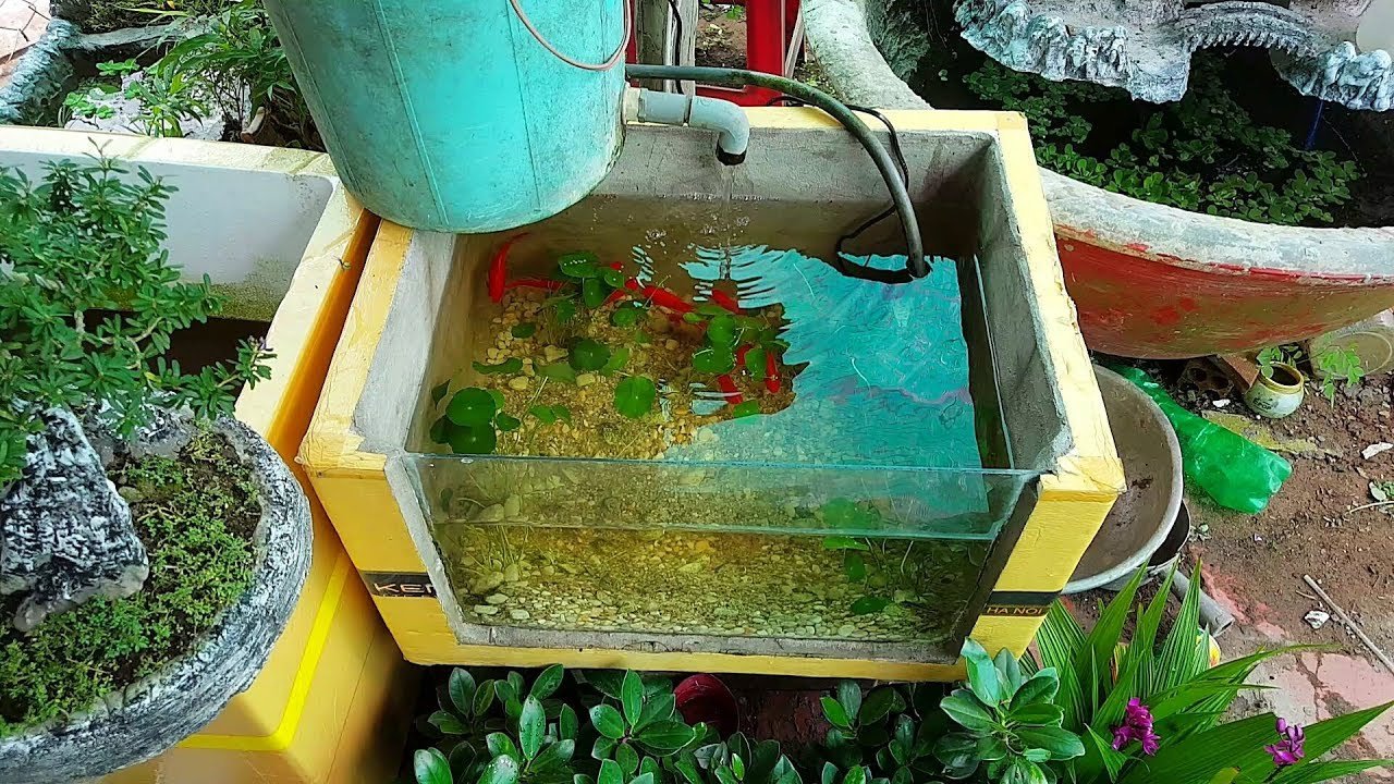 tự làm bể cá cảnh