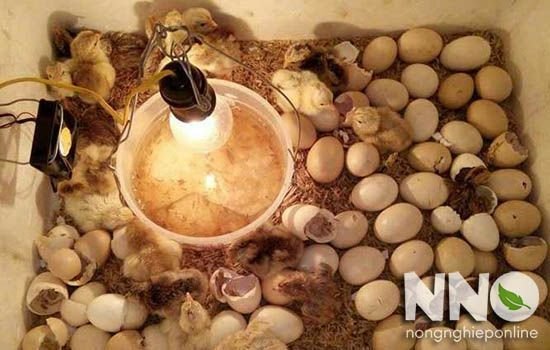 Máy ấp trứng thùng xốp