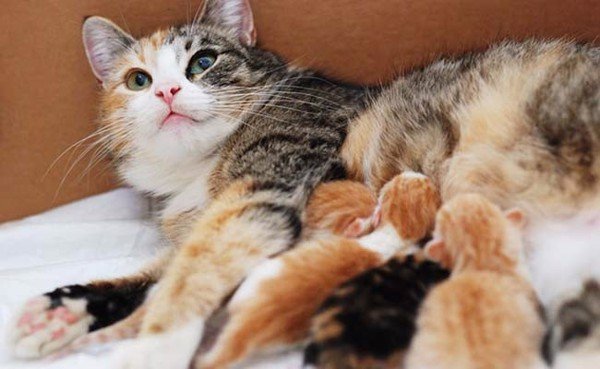 cách tự đỡ đẻ cho mèo 3