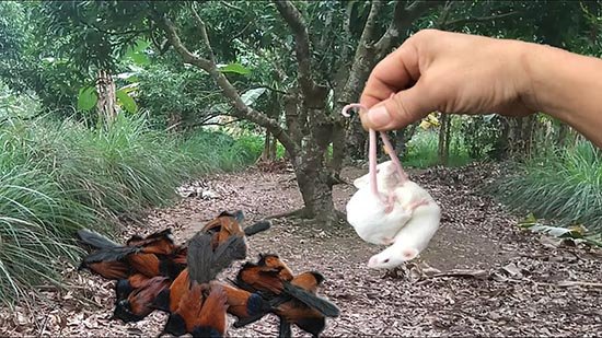 Mồi bẫy bìm bịp
