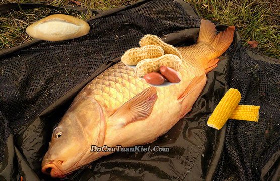Mồi câu chép sử dụng bánh mì, ngô và lạc