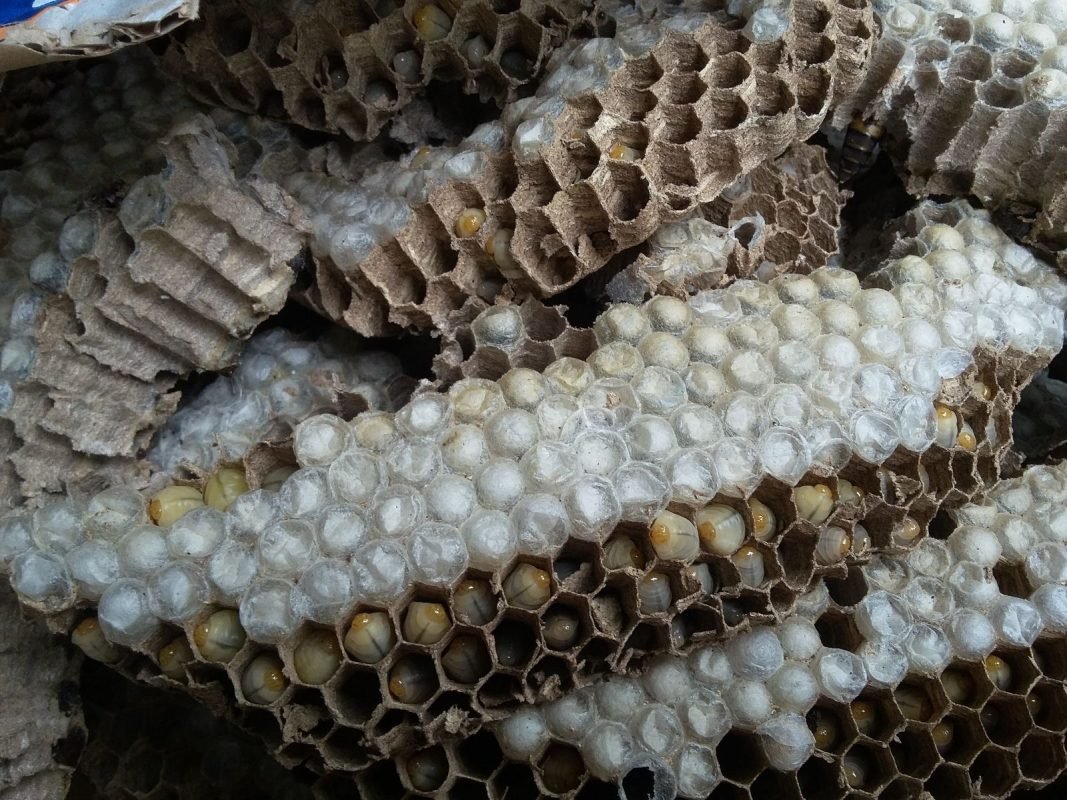 Mồi nhộng ong câu cá rô đồng