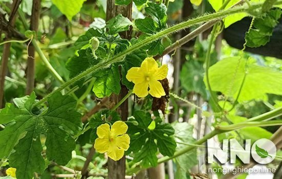 Cây khổ qua (mướp đắng)