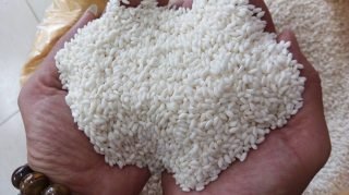 nếp cái hoa vàng nếp cái hoa vàng