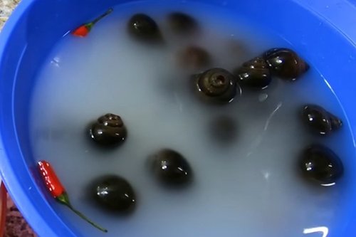 ngâm ốc