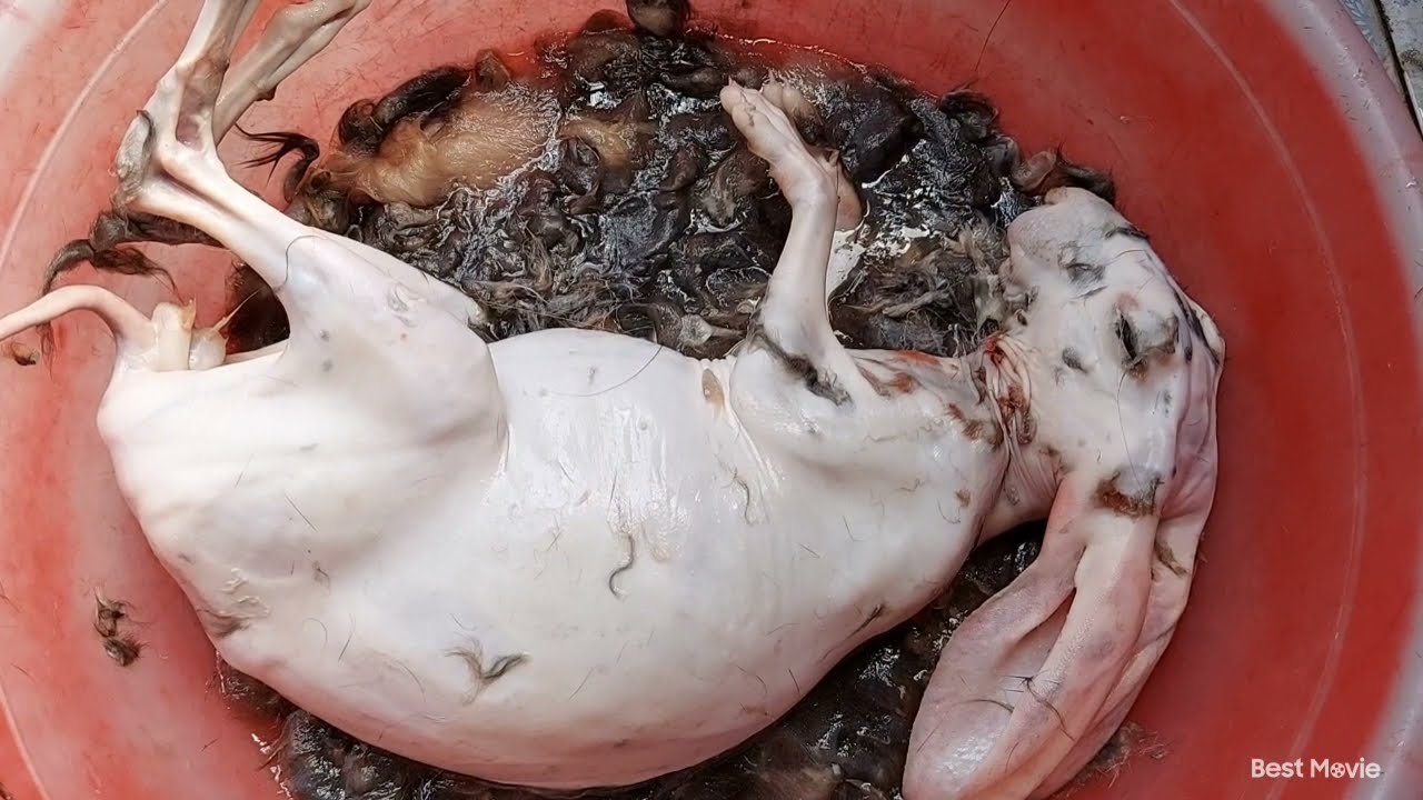 Nhổ lông thỏ bằng tay