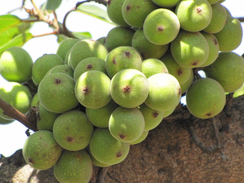 quả sung quả sung
