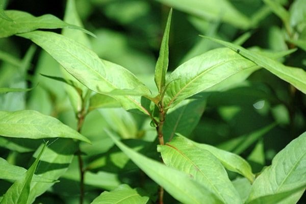 Sau khoảng 30 – 40 ngày là bạn đã có một chậu rau xanh tốt.