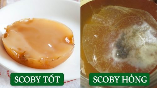 Scoby đã bị hỏng