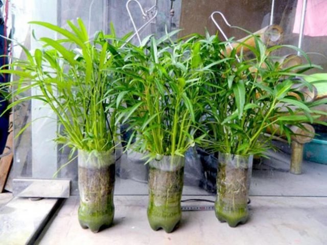 tái chế chai nhựa