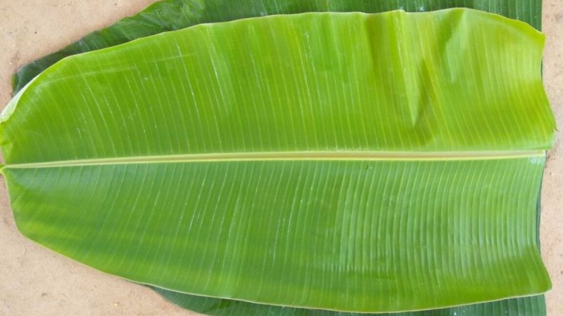Lá chuối để gói giò gà Lá chuối để gói giò gà