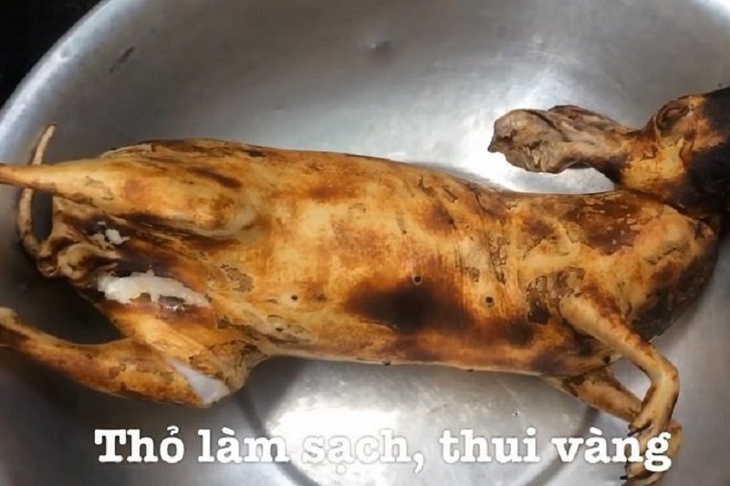 Thỏ làm sạch lông, thui vàng