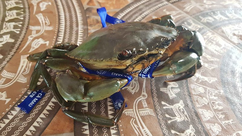 Cua biển chứa nhiều dưỡng chất tốt cho sức khỏe