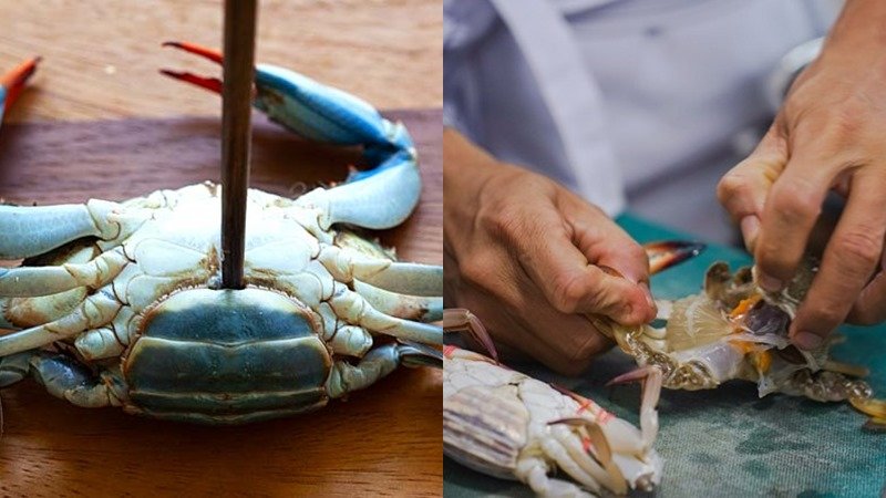 Chọc vào chỗ hõm ở bụng cua và gỡ bỏ mai cua biển