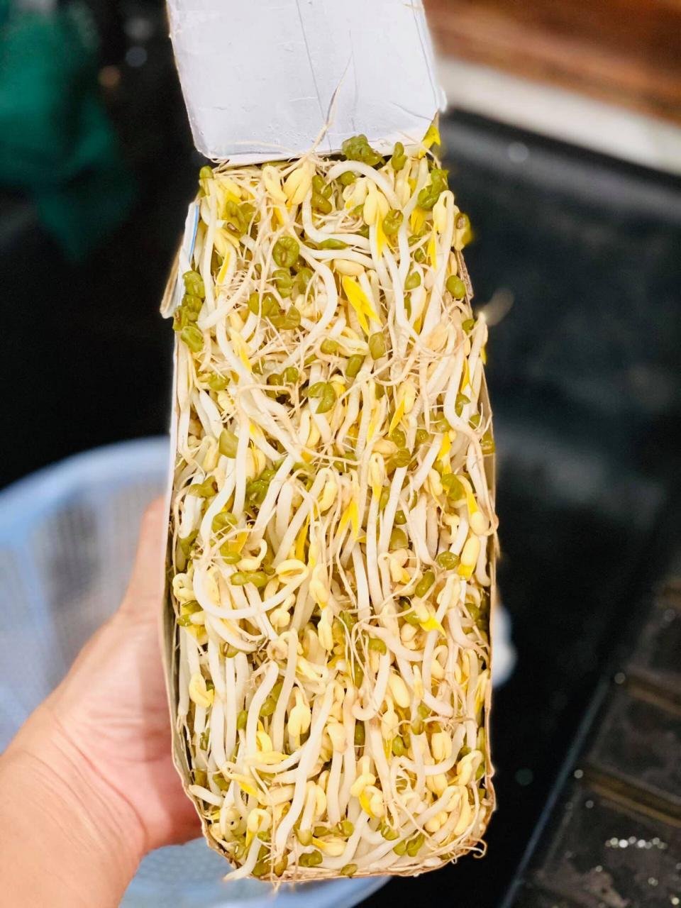 thu hoạch giá đỗ