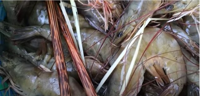 Tôm sú sơ chế sạch trước khi chiên