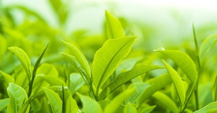 Trà xanh ngăn ngừa răng ố vàng