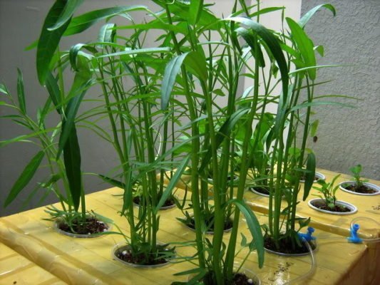 trồng rau muống bằng phương pháp thuỷ canh trong thùng xốp trong-rau-muong-thuy-canh-trong-thung-xop
