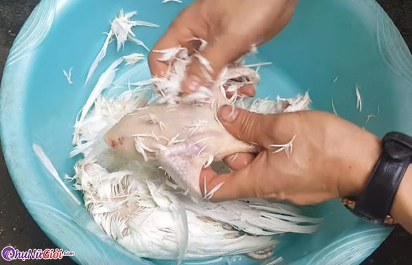 vặt lông chim bồ câu