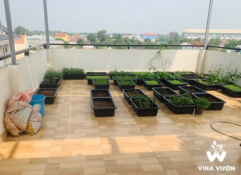 vuon rau tren san thuong