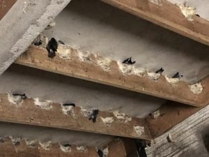 Xây nhà yến bao nhiêu tiền 2